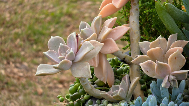Pale ghost plant rosettes growing on thick stems in a diverse planter display of Graptopetalum paraguayense