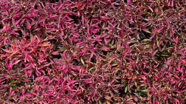 Top view of dense red sessile joyweed plants in a flat lay Alternanthera sessilis display