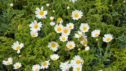 Fototapeta premium White marguerite daisy flowers blooming over fine green foliage of Argyranthemum frutescens