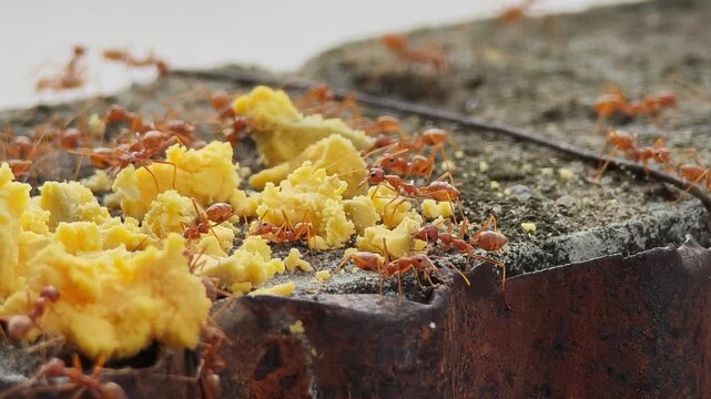 Red ants help carry food.
