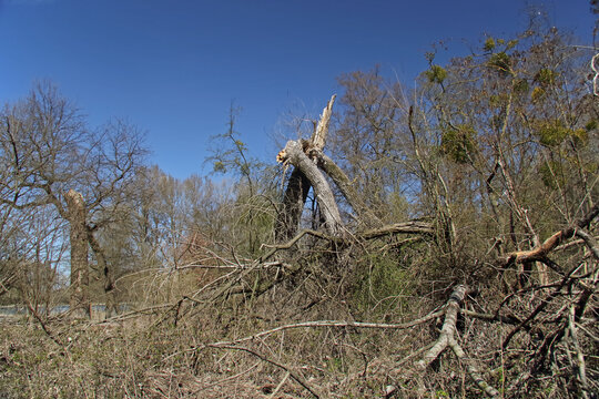 ein vom Sturm geknickter Baum