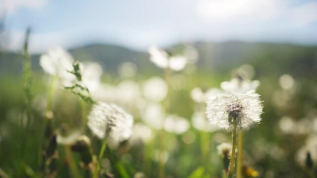 Green grass with white fluffy dandelions in the mountains at sunny day. Plants swaying in the light wind. Mountains and sky in the background. Beautiful summer nature. Selective focus
