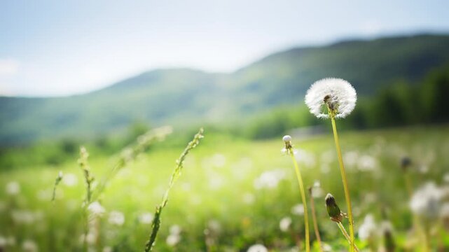 Green grass with white fluffy dandelions in the mountains at sunny day. Plants swaying in the light wind. Mountains and sky in the background. Beautiful summer nature. Selective focus
