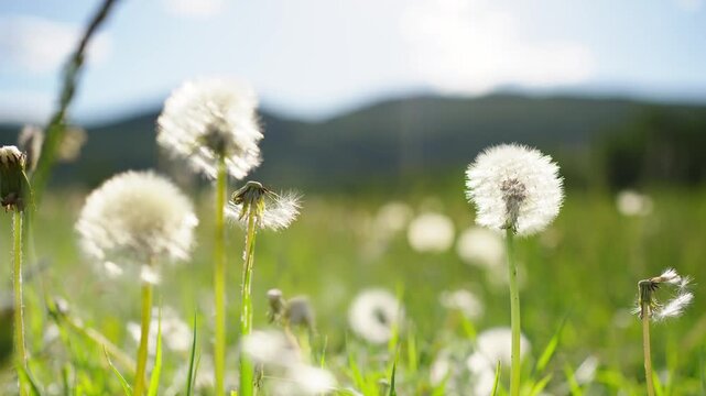 Green grass with white fluffy dandelions in the mountains at sunny day. Plants swaying in the light wind. Mountains and sky in the background. Beautiful summer nature. Selective focus
