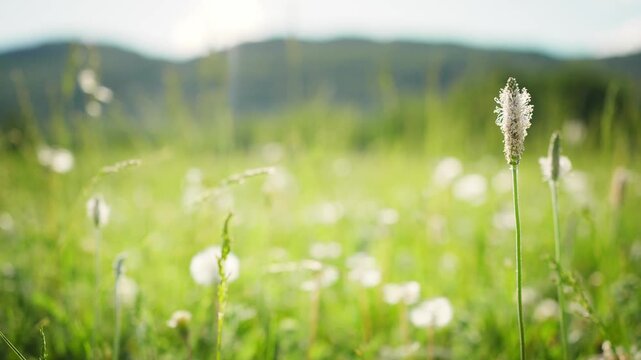 Green grass with wild flowers in the mountains at sunny day. Plants swaying in the light wind. Mountains and sky in the background. Beautiful summer nature. Selective focus

