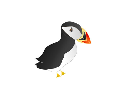 puffin or common puffin or common puffin