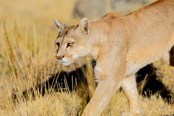 Puma © Mark Paul