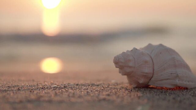 夕日の砂浜と貝殻