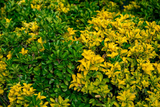 Euonymus japonicus is a species of flowering plant in the family Celastraceae, native to Japan and Korea. Euonymus fortunei, the spindle, Fortune's spindle, winter creeper or wintercreeper, is a speci