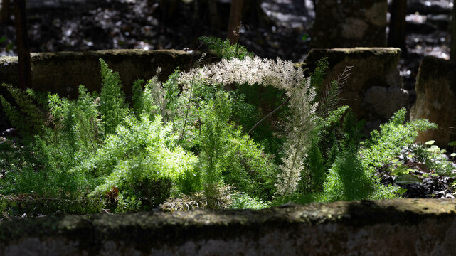 Beautiful Florida ferns in the forest