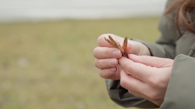 Hands examining samara seed pods in park, closeup of fingers pinching fragile winged seeds, person in coat studying botanical detail, slow mindful gesture and careful collection for hobby or study