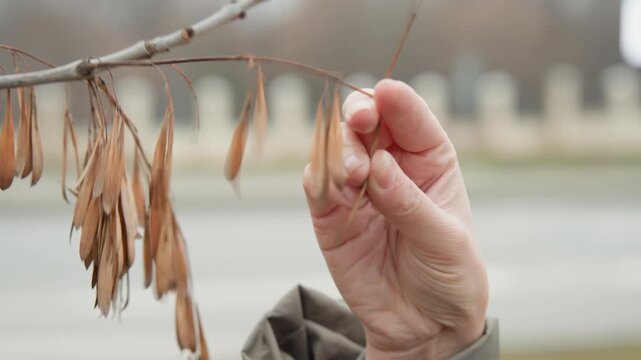 Hanging samara clusters on branch near road, closeup view of dry winged seeds swaying above roadside, hand reaching to touch pods with blurred traffic background, winter urban nature contrast