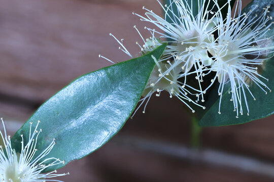 Close-up of  of Dwarf Lilly Pilly (Acmena Smithii Minor) flowers and foliage