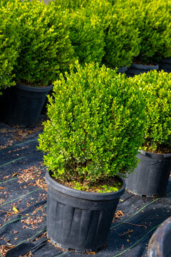 Buxus sempervirens, the common box, European box, or boxwood, is a species of flowering plant in the genus Buxus, native to western and southern Europe, northwest Africa, and southwest Asia, from sout