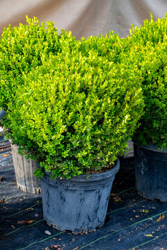 Buxus sempervirens, the common box, European box, or boxwood, is a species of flowering plant in the genus Buxus, native to western and southern Europe, northwest Africa, and southwest Asia, from sout