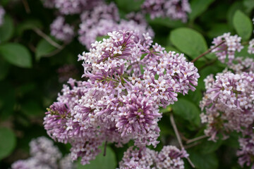 Obraz premium Clusters of pale purple lilac blossoms bloom, lush green foliage, soft focus, detailed floral texture, natural outdoor light. Gardening, botanical education, nature advertising, spring
