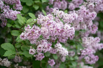Obraz premium Clusters of pale purple lilac blossoms bloom, lush green foliage, soft focus, detailed floral texture, natural outdoor light. Gardening, botanical education, nature advertising, spring