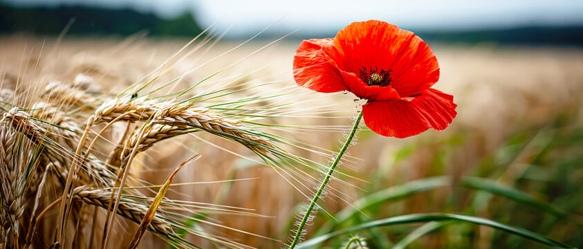 : Red Poppy Flower with Wheat Ears in Golden Field. AI generative.