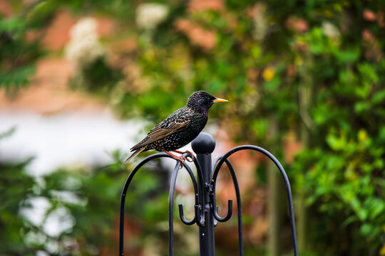 starling perched on black metal garden hook