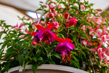 Fototapeta premium Fuchsia is a genus of flowering plants that consists mostly of shrubs or small trees. Almost 110 species of Fuchsia are recognized; the vast majority are native to South America, but a few occur north