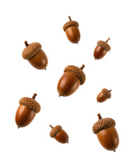 Floating acorns isolated on light gray background, autumn forest seed collection with natural oak nuts arranged in minimal composition for seasonal design, botanical themes, eco branding, packaging © MJ iceberg