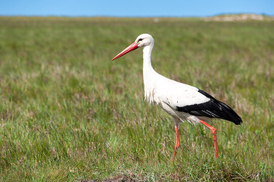 Weissstorch in den Salzwiesen von St. Peter-Ording