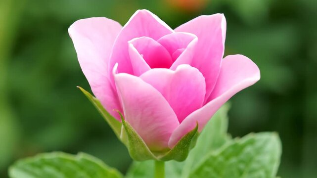 Close-up of pink flower buds, pink rose blooming process
