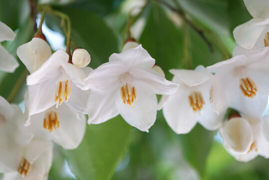 Macro shot of beautiful white styrax japonica flowers blooming on a branch