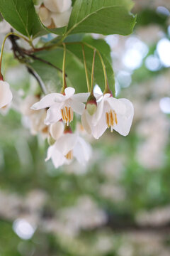 Close up of white bell-shaped styrax japonica flowers hanging down elegantly