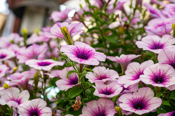 Obraz premium Petunia is a genus of 20 species of flowering plants of South American origin. The popular flower of the same name derived its epithet from the French, which took the word pétun, 'tobacco', from a Tup