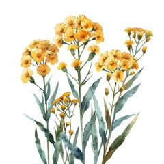 Achillea Flower, charming watercolor clipart, isolated on a white background. © zenvor