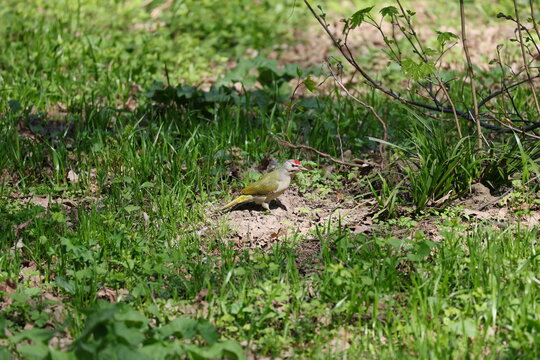Gray-headed woodpecker exploring grassy ground in search of food, Picus canus