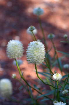 Yellow Australian native perennial Mulla Mulla Featherheads at sunset, Ptilotus macrocephalus, family Amaranthaceae. Also called Green Pussytails. Spring to summer flowering. Widespread distribution