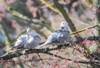 Fototapeta premium Dove couple sitting on a tree