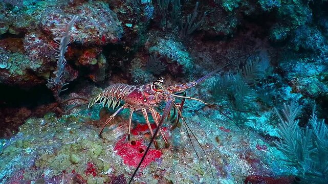 Big red spiny lobster walking on the coral reef. Deep caribbean sea, red, purple and yellow coral background. Langouste or rock lobster in sea bottom. Deep sea scuba diving vacation.