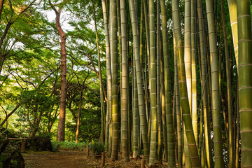 Fototapeta premium Bamboo forest bathed in soft light in Tonogayato Gardens September 2023