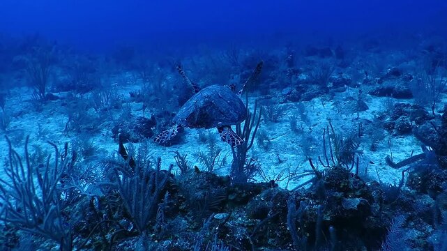 Deep sea turtle swimming over the tropical reef, variety of corals and plants. Deep blue caribbean ocean, blue background. Detail of legs and shell. Scuba diving underwater adventure. Travel footage.