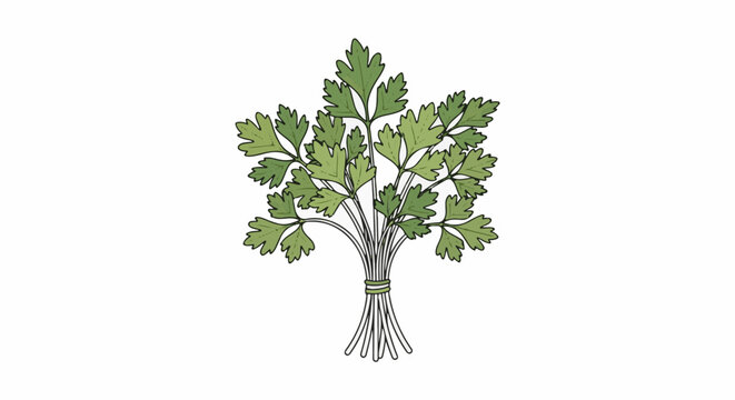 A bunch of fresh green parsley with thin stems tied together with a green band