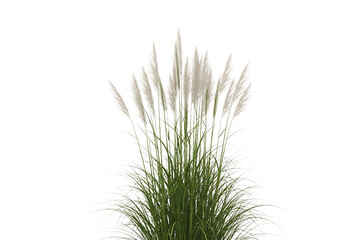 Obraz premium Close-up of fluffy white ornamental grass in natural setting isolated on transparent background