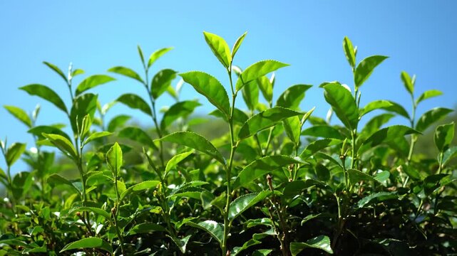 Close-up shot of tender green tea trees, emerald green tea trees in the sun
