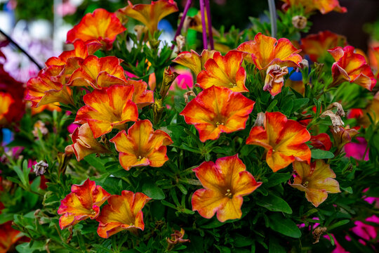 Petunia is a genus of 20 species of flowering plants of South American origin. The popular flower of the same name derived its epithet from the French, which took the word p&eacute;tun, 'tobacco', from a Tup