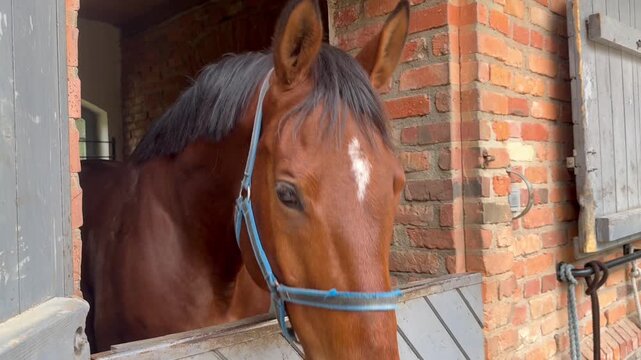 Beautiful brown horse looking out from a rustic wooden stable stall in a barn