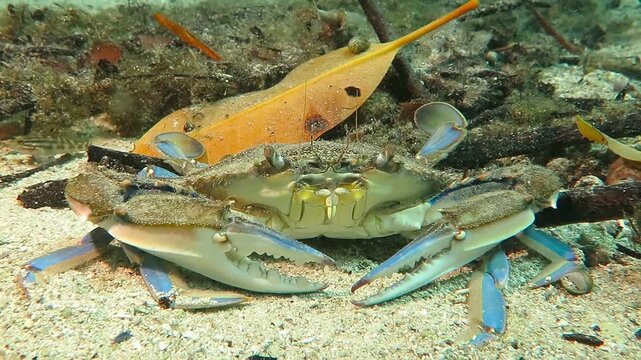 Big grey blue crab - lobster on the sandy sea bed. Orange leaf underwater, sand and wild crab on the lagoon bottom. Big claws, eyes and legs. Animal underwater footage.