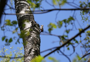 Fototapeta premium Great spotted woodpecker perched on birch trunk against blue spring sky, Dendrocopos major
