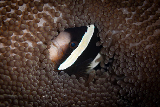 Anemone fish @ Raja Ampat, Indonesia