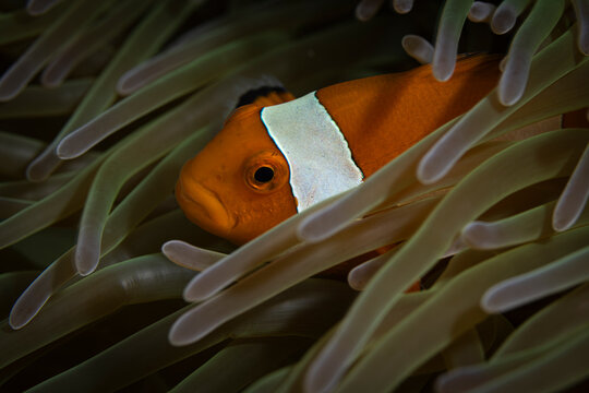 Anemone fish @ Pyainemo Island, Indonesia