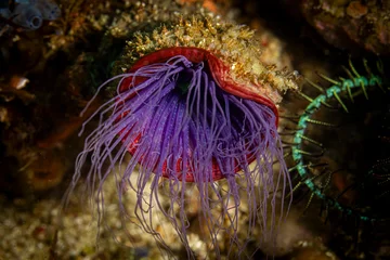 Fototapeten Korallenriff Anemone @ Donsol, The Philippines  © Travel Tips Stories