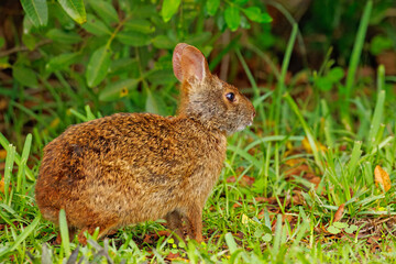 Marsh Rabbit, Sylvagus palustris, in green vegetation © Michael Redmer©