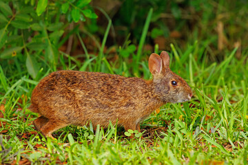 A marsh rabbit, Sylvagus palustris, in green vegetation © Michael Redmer©