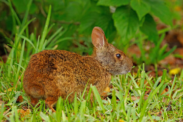 A marsh rabbit, Sylvagus palustris, in green vegetation. © Michael Redmer©